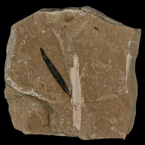 1.1" Detailed Cedrelospermum Nervosum Fossil Plant Leaf Eocene Age Green River UT - Fossil Age Minerals
