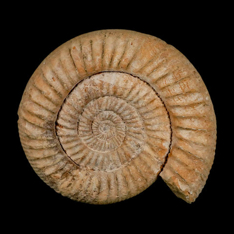 100MM Perisphinctes Ammonite Fossil Nautilus Madagascar Jurassic Age COA - Fossil Age Minerals