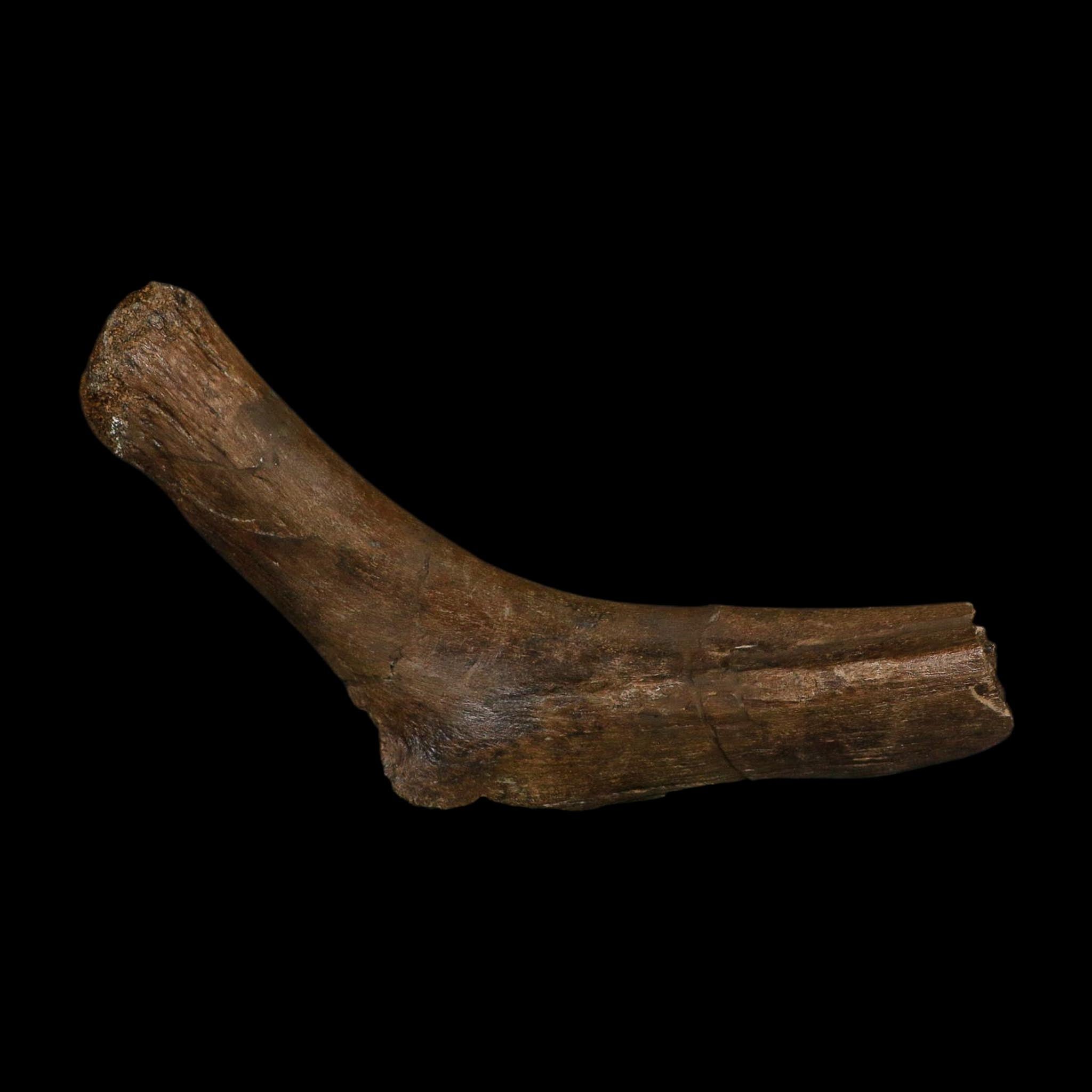 7.5" Hypacrosaurus Dinosaur Fossil Rib Hinge Bone Two Medicine FM Montana COA
