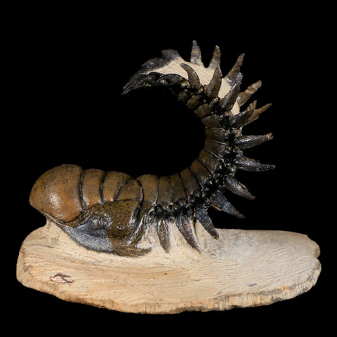 3.8" Crotalocephalus Gibbus Trilobite Fossil Morocco Devonian Age 400 Mil Yrs Old - Fossil Age Minerals