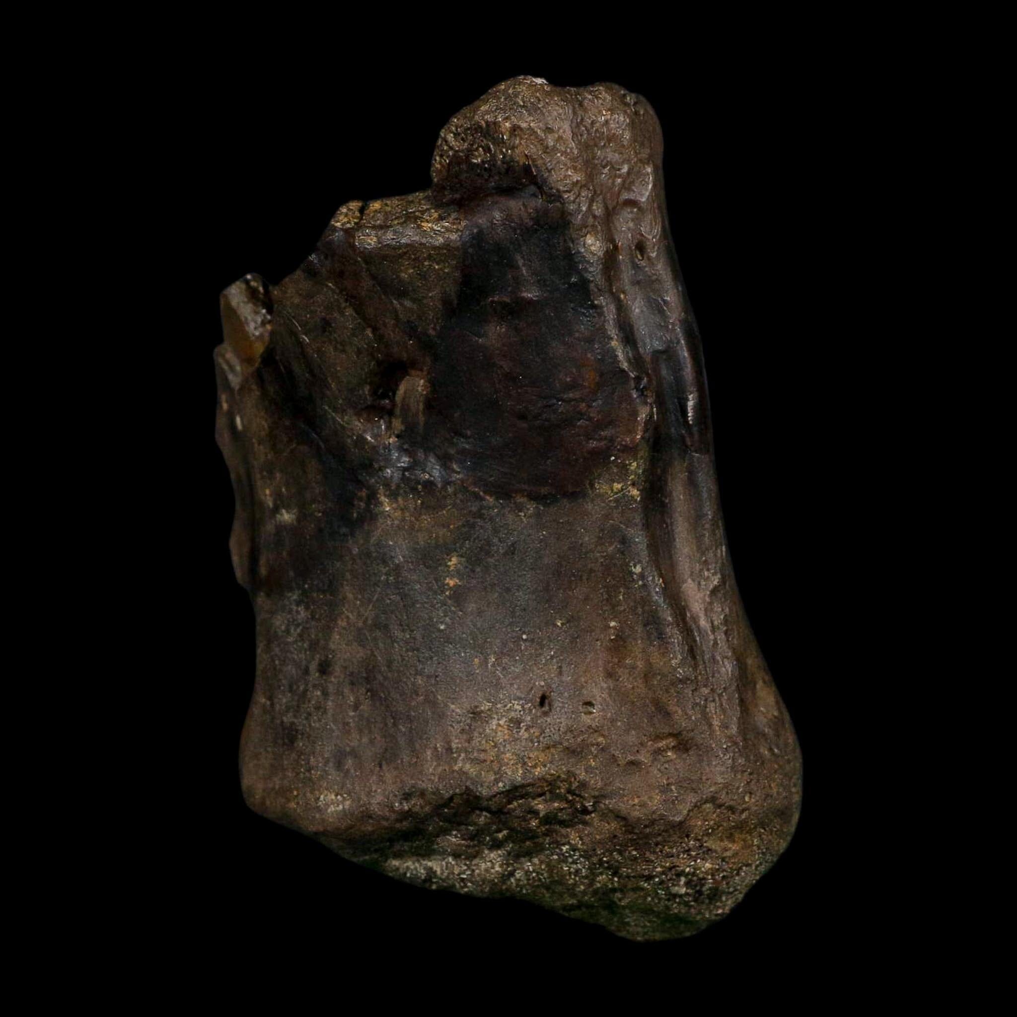 3.4" Stegosaurus Fossil Vertebrae Morrison FM Colorado Jurassic Age Dinosaur COA Stand - Fossil Age Minerals