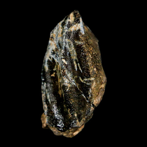 XL 1.1" Triceratops Fossil Crown Tooth Hell Creek FM Cretaceous Dinosaur MT COA Stand - Fossil Age Minerals