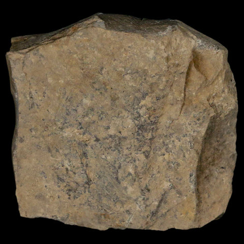 1.1" Detailed Cedrelospermum Nervosum Fossil Plant Leaf Eocene Age Green River UT - Fossil Age Minerals