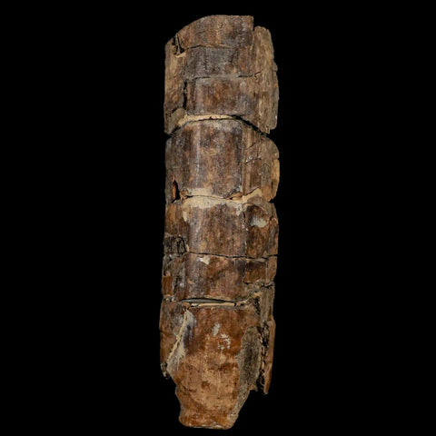 5.6" Giant Ground Sloth Eremotherium Fossil Tooth Pleistocene Epoch South America - Fossil Age Minerals