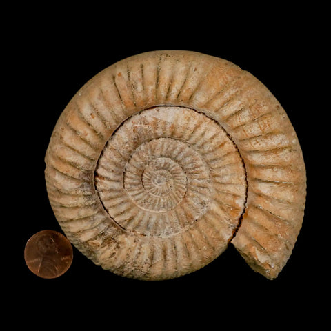 100MM Perisphinctes Ammonite Fossil Nautilus Madagascar Jurassic Age COA - Fossil Age Minerals