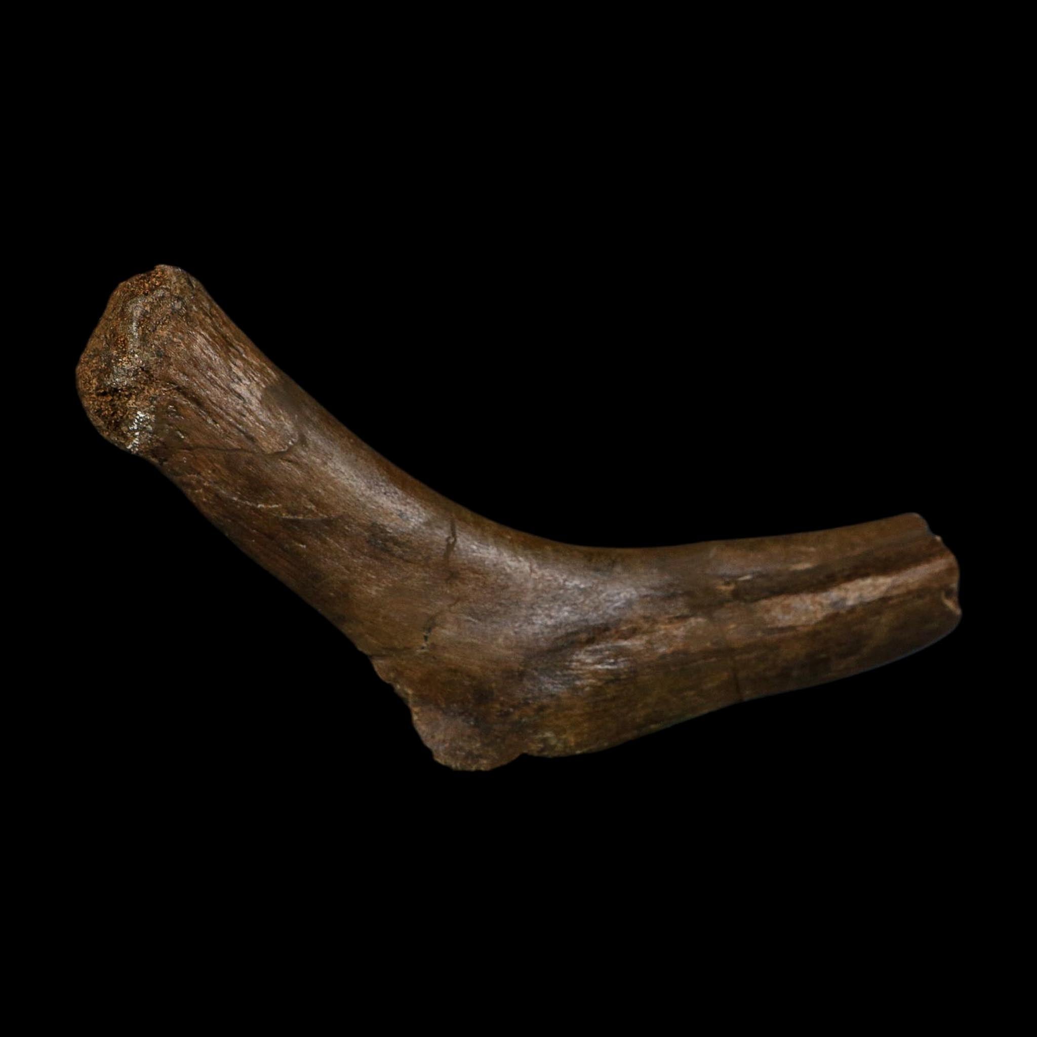 7.5" Hypacrosaurus Dinosaur Fossil Rib Hinge Bone Two Medicine FM Montana COA