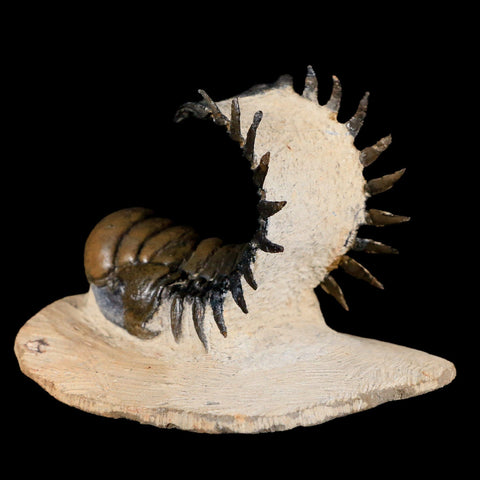 3.8" Crotalocephalus Gibbus Trilobite Fossil Morocco Devonian Age 400 Mil Yrs Old - Fossil Age Minerals