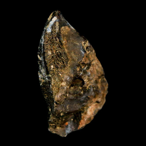XL 1.1" Triceratops Fossil Crown Tooth Hell Creek FM Cretaceous Dinosaur MT COA Stand - Fossil Age Minerals