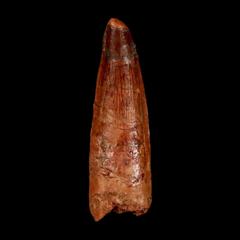 1.7" Spinosaurus Fossil Tooth 100 Million Years Old Cretaceous Dinosaur COA Stand