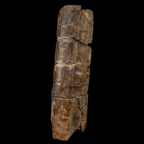 5.6" Giant Ground Sloth Eremotherium Fossil Tooth Pleistocene Epoch South America - Fossil Age Minerals