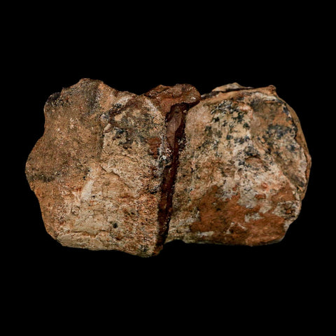 2.1" Dromaeosaurus Raptor Fossil Articulated Vertebrae Cretaceous Dinosaur Hell Creek MT