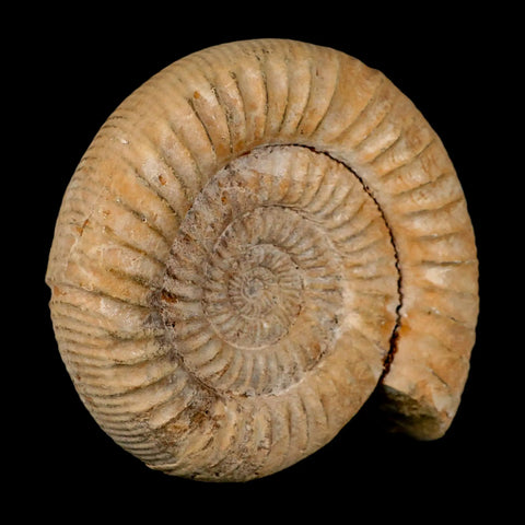 100MM Perisphinctes Ammonite Fossil Nautilus Madagascar Jurassic Age COA - Fossil Age Minerals