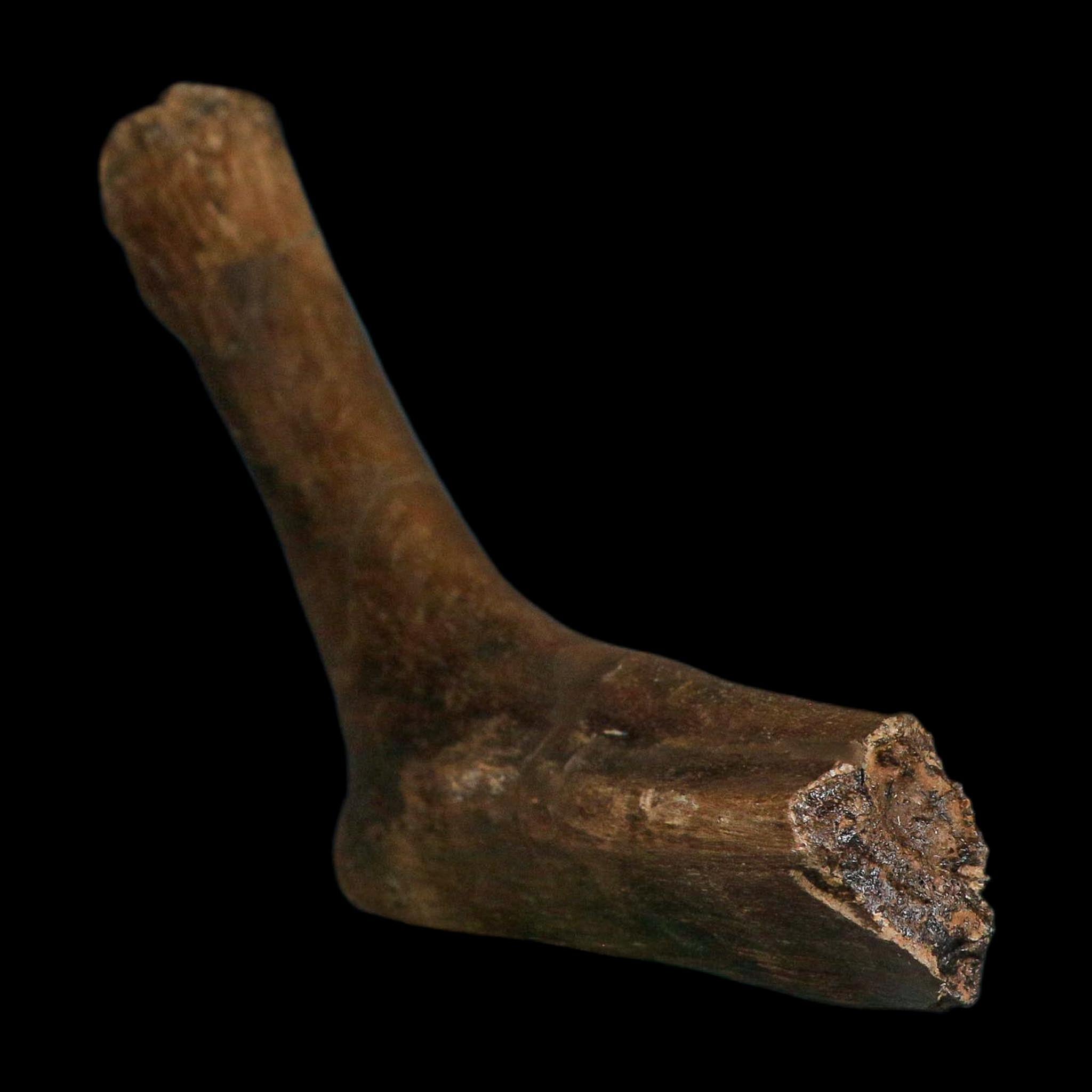 7.5" Hypacrosaurus Dinosaur Fossil Rib Hinge Bone Two Medicine FM Montana COA