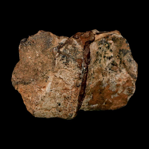 2.1" Dromaeosaurus Raptor Fossil Articulated Vertebrae Cretaceous Dinosaur Hell Creek MT