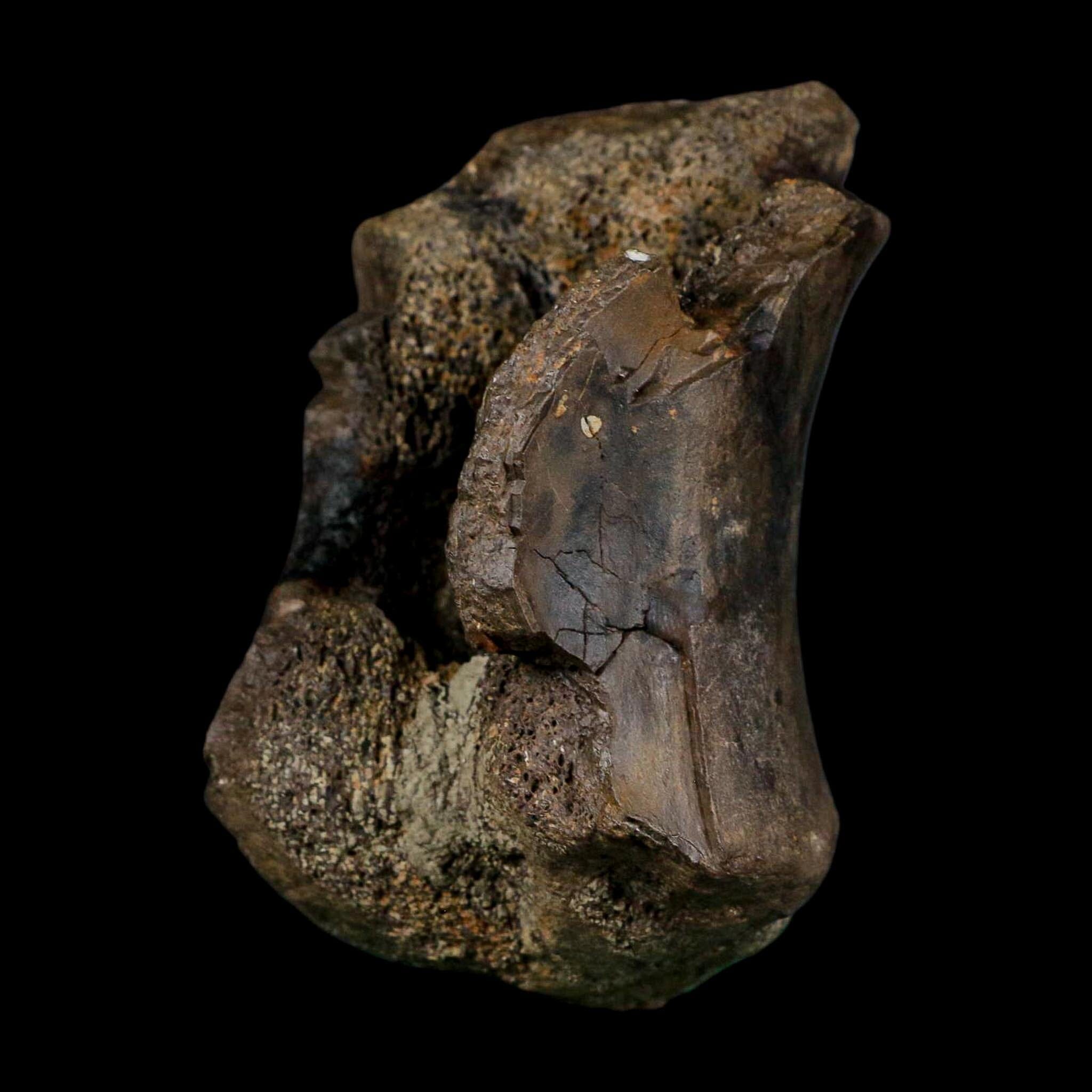 3.4" Stegosaurus Fossil Vertebrae Morrison FM Colorado Jurassic Age Dinosaur COA Stand - Fossil Age Minerals