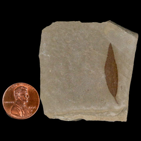 1.2" Detailed Cedrelospermum Nervosum Fossil Plant Leaf Eocene Age Green River UT - Fossil Age Minerals