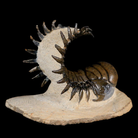 3.8" Crotalocephalus Gibbus Trilobite Fossil Morocco Devonian Age 400 Mil Yrs Old - Fossil Age Minerals