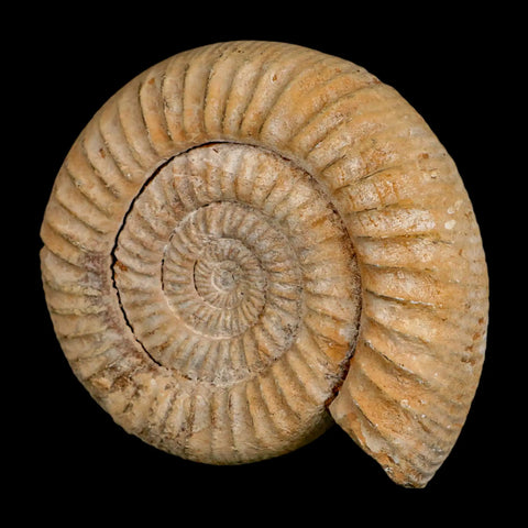 100MM Perisphinctes Ammonite Fossil Nautilus Madagascar Jurassic Age COA - Fossil Age Minerals