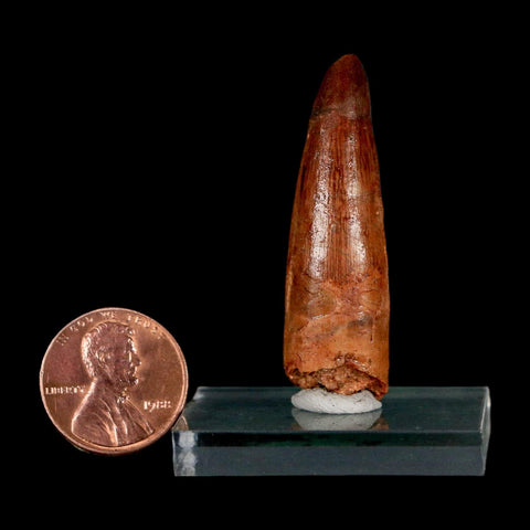 1.7" Spinosaurus Fossil Tooth 100 Million Years Old Cretaceous Dinosaur COA Stand