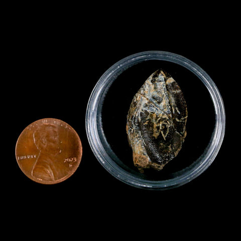XL 1.1" Triceratops Fossil Crown Tooth Hell Creek FM Cretaceous Dinosaur MT COA Stand - Fossil Age Minerals
