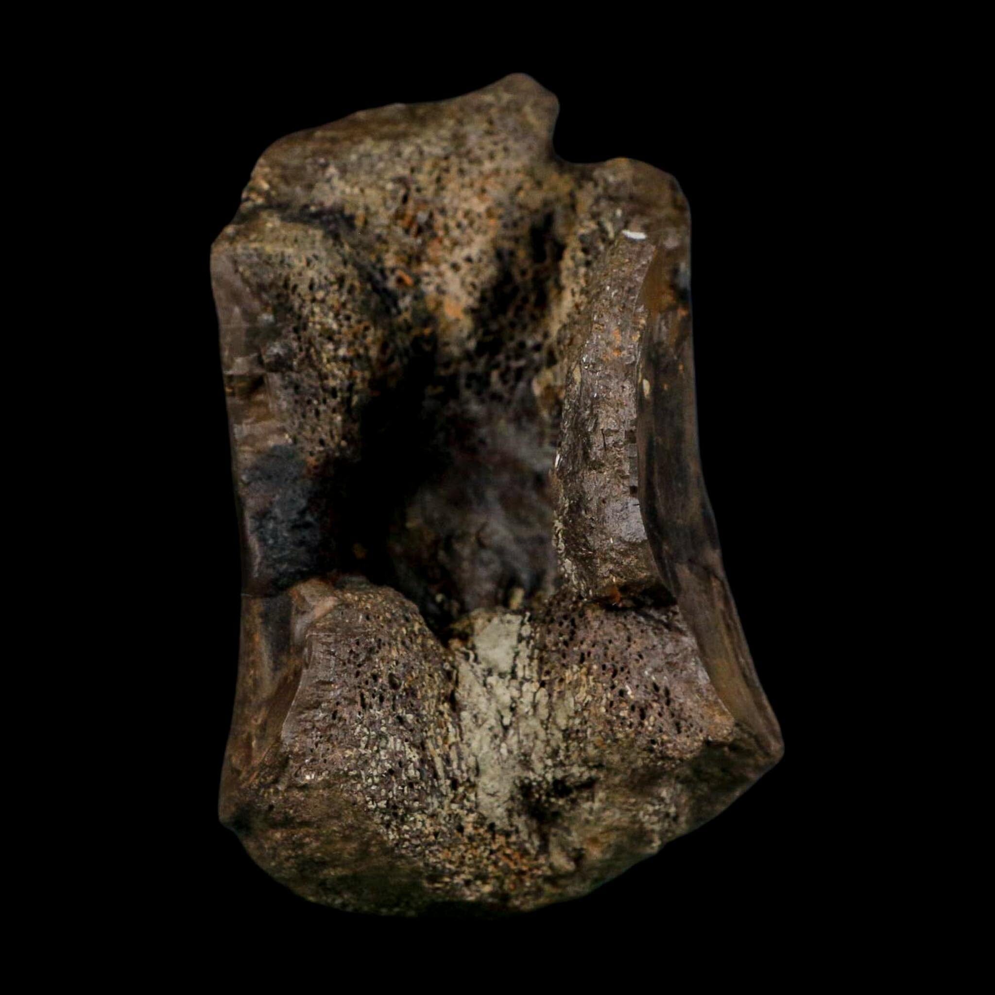 3.4" Stegosaurus Fossil Vertebrae Morrison FM Colorado Jurassic Age Dinosaur COA Stand - Fossil Age Minerals