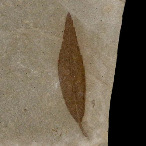 1.2" Detailed Cedrelospermum Nervosum Fossil Plant Leaf Eocene Age Green River UT - Fossil Age Minerals