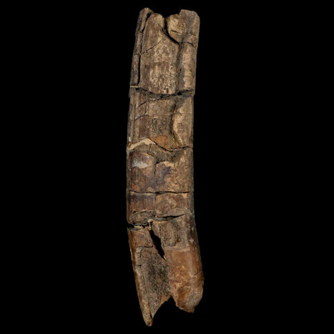5.6" Giant Ground Sloth Eremotherium Fossil Tooth Pleistocene Epoch South America - Fossil Age Minerals