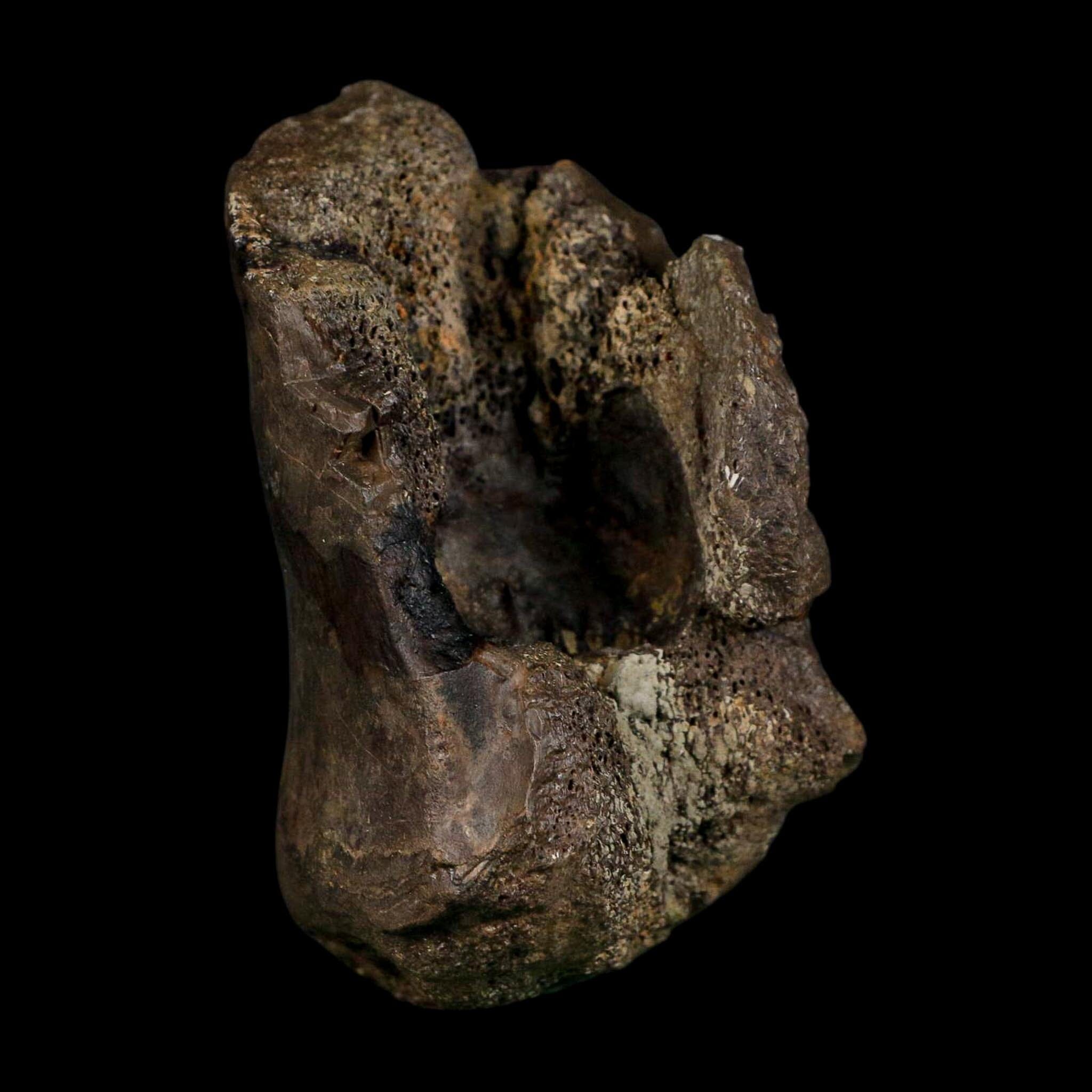 3.4" Stegosaurus Fossil Vertebrae Morrison FM Colorado Jurassic Age Dinosaur COA Stand - Fossil Age Minerals