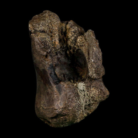 3.4" Stegosaurus Fossil Vertebrae Morrison FM Colorado Jurassic Age Dinosaur COA Stand