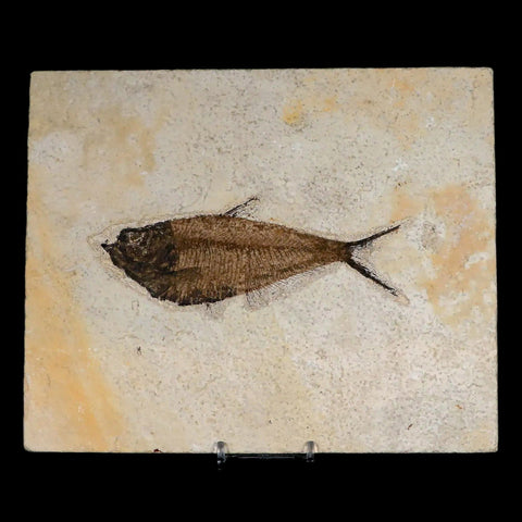 XL 5.4" Diplomystus Dentatus Fossil Fish Green River FM WY Eocene Age COA, Stand - Fossil Age Minerals