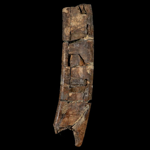 5.6" Giant Ground Sloth Eremotherium Fossil Tooth Pleistocene Epoch South America - Fossil Age Minerals