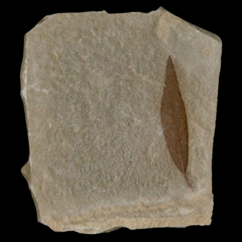 1.2" Detailed Cedrelospermum Nervosum Fossil Plant Leaf Eocene Age Green River UT - Fossil Age Minerals
