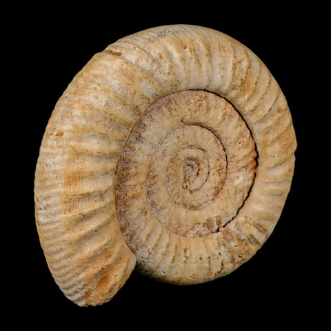 100MM Perisphinctes Ammonite Fossil Nautilus Madagascar Jurassic Age COA - Fossil Age Minerals
