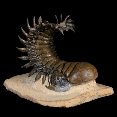 3.8" Crotalocephalus Gibbus Trilobite Fossil Morocco Devonian Age 400 Mil Yrs Old