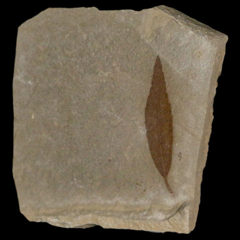 1.2" Detailed Cedrelospermum Nervosum Fossil Plant Leaf Eocene Age Green River UT - Fossil Age Minerals
