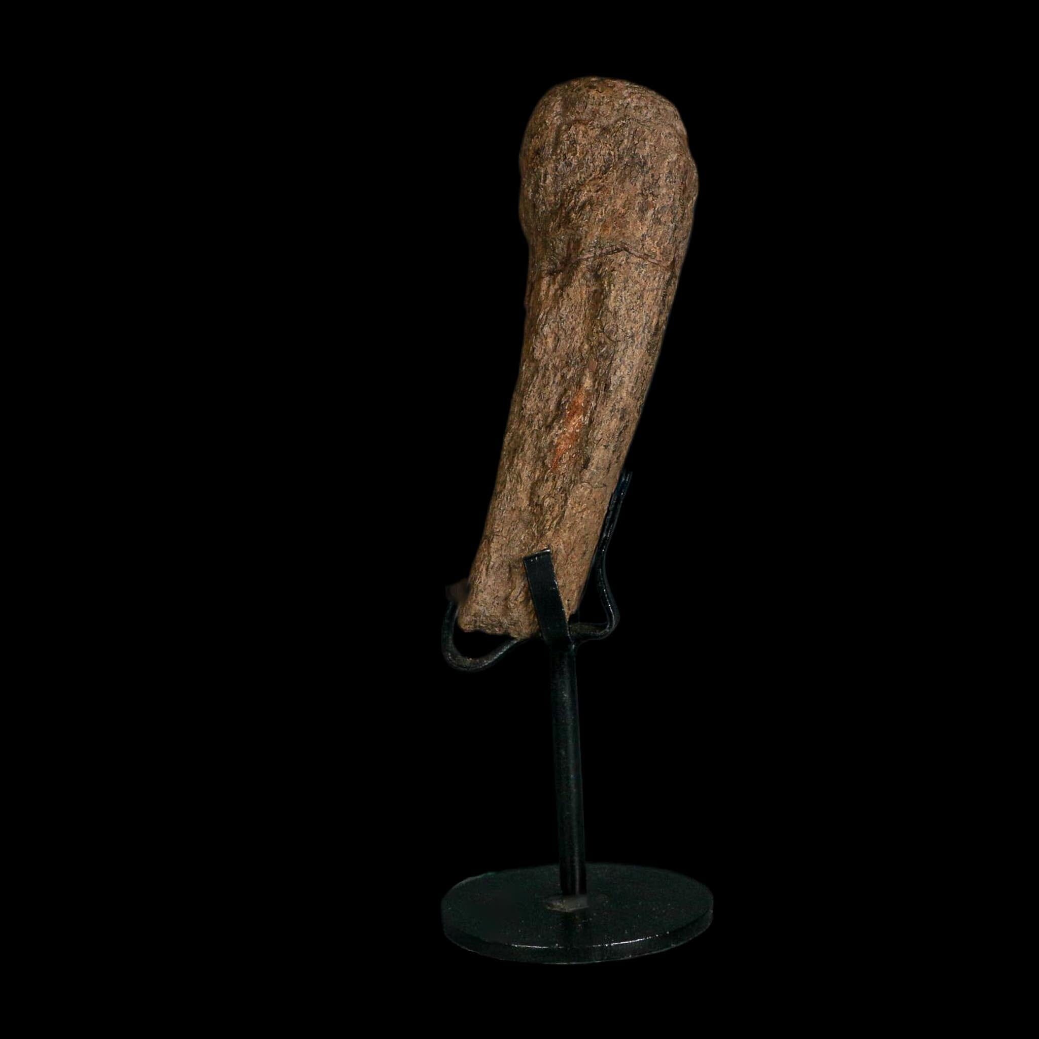 4" Edmontosaurus Fossil Limb Bone Hell Creek FM Cretaceous Dinosaur MT COA Stand