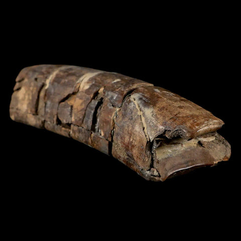 5.6" Giant Ground Sloth Eremotherium Fossil Tooth Pleistocene Epoch South America - Fossil Age Minerals