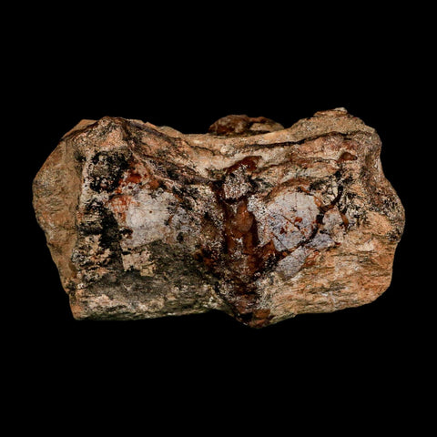 2.1" Dromaeosaurus Raptor Fossil Articulated Vertebrae Cretaceous Dinosaur Hell Creek MT