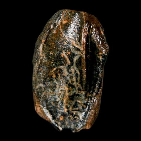 XL 0.9" Triceratops Fossil Crown Tooth Hell Creek FM Cretaceous Dinosaur MT COA - Fossil Age Minerals