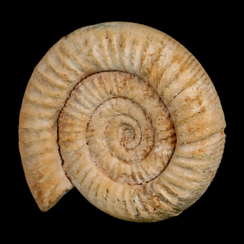 100MM Perisphinctes Ammonite Fossil Nautilus Madagascar Jurassic Age COA - Fossil Age Minerals