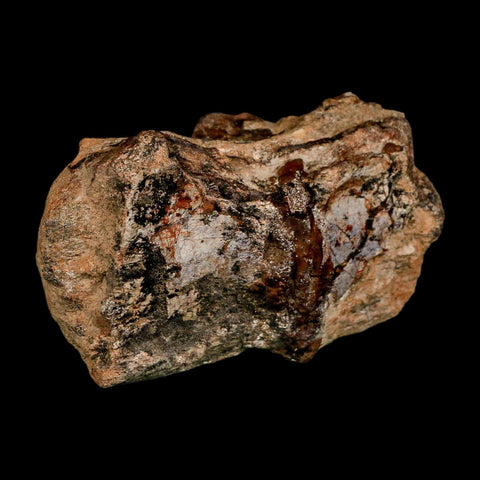 2.1" Dromaeosaurus Raptor Fossil Articulated Vertebrae Cretaceous Dinosaur Hell Creek MT