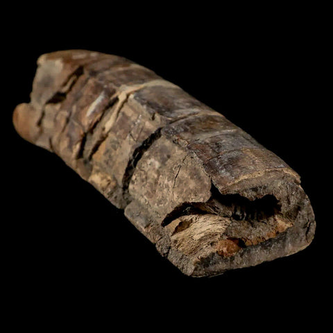 5.6" Giant Ground Sloth Eremotherium Fossil Tooth Pleistocene Epoch South America - Fossil Age Minerals