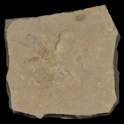 1.2" Detailed Cedrelospermum Nervosum Fossil Plant Leaf Eocene Age Green River UT - Fossil Age Minerals