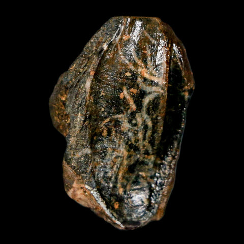XL 0.9" Triceratops Fossil Crown Tooth Hell Creek FM Cretaceous Dinosaur MT COA - Fossil Age Minerals