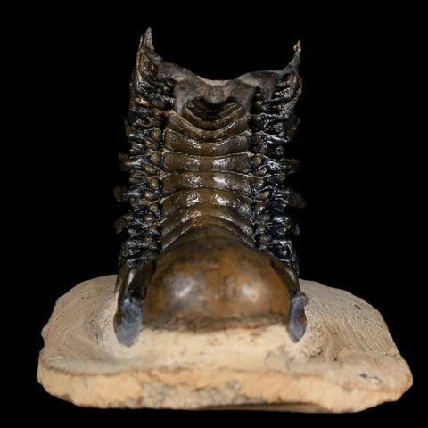 3.8" Crotalocephalus Gibbus Trilobite Fossil Morocco Devonian Age 400 Mil Yrs Old - Fossil Age Minerals