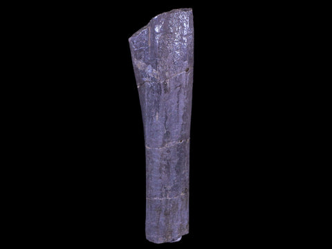 4" Maiasaura Hadrosaur Dinosaur Limb Bone Fossil Two Medicine FM Montana COA - Fossil Age Minerals