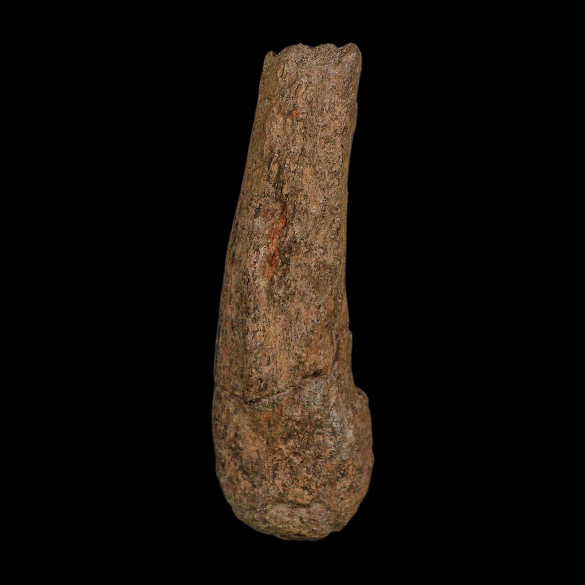 4" Edmontosaurus Fossil Limb Bone Hell Creek FM Cretaceous Dinosaur MT COA Stand