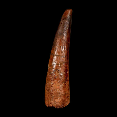 2.1" Spinosaurus Fossil Tooth 100 Million Years Old Cretaceous Dinosaur COA Stand
