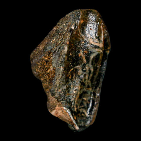 XL 0.9" Triceratops Fossil Crown Tooth Hell Creek FM Cretaceous Dinosaur MT COA - Fossil Age Minerals