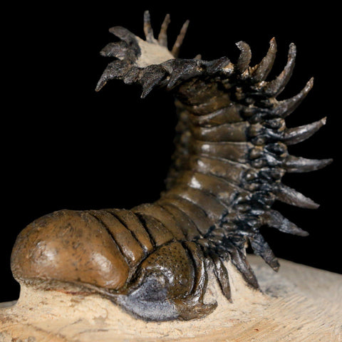 3.8" Crotalocephalus Gibbus Trilobite Fossil Morocco Devonian Age 400 Mil Yrs Old - Fossil Age Minerals